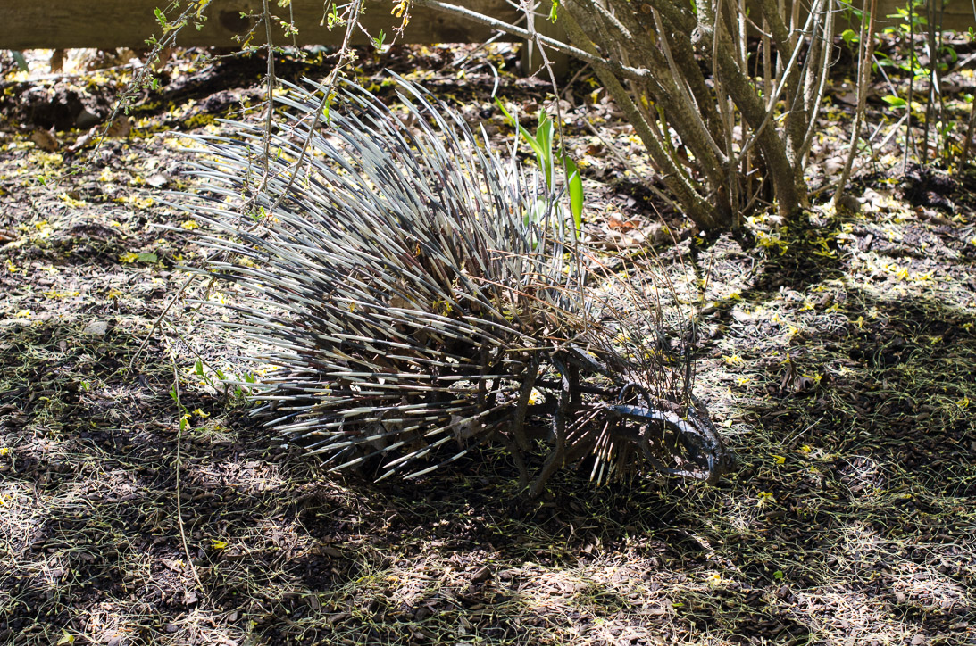 #65 Porcupine