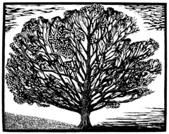 maple tree image
