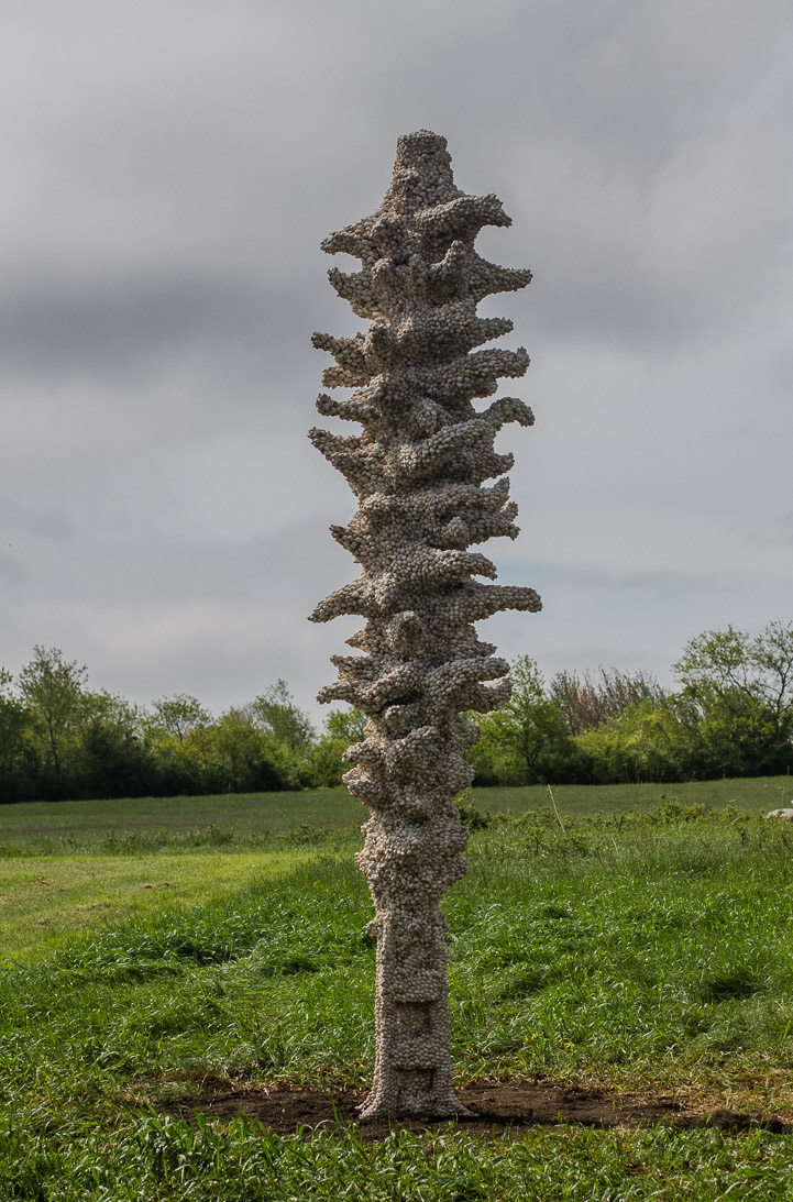 #15 NUCELLA LAPILLUS